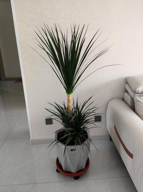 龙血树的养殖方法和注意事项,造型龙血树的养殖方法和注意事项?-第3张图片-优品飞百科 龙血树的养殖方法和注意事项,造型龙血树的养殖方法和注意事项?-第3张图片-优品飞百科