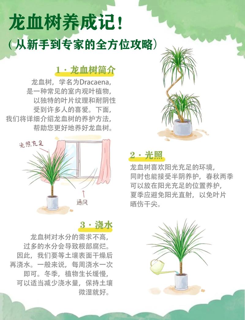 龙血树的养殖方法和注意事项,造型龙血树的养殖方法和注意事项?-第4张图片-优品飞百科 龙血树的养殖方法和注意事项,造型龙血树的养殖方法和注意事项?-第4张图片-优品飞百科