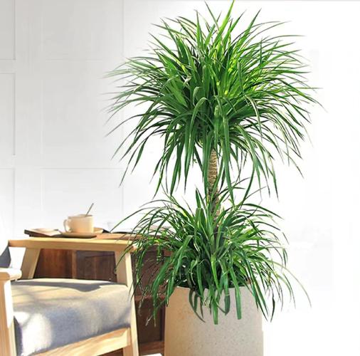 龙血树的养殖方法和注意事项,造型龙血树的养殖方法和注意事项?-第5张图片-优品飞百科 龙血树的养殖方法和注意事项,造型龙血树的养殖方法和注意事项?-第5张图片-优品飞百科