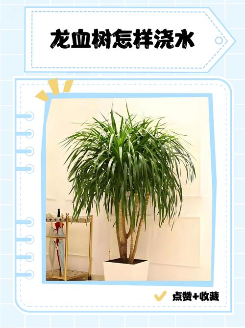 龙血树的养殖方法和注意事项,造型龙血树的养殖方法和注意事项?-第6张图片-优品飞百科 龙血树的养殖方法和注意事项,造型龙血树的养殖方法和注意事项?-第6张图片-优品飞百科