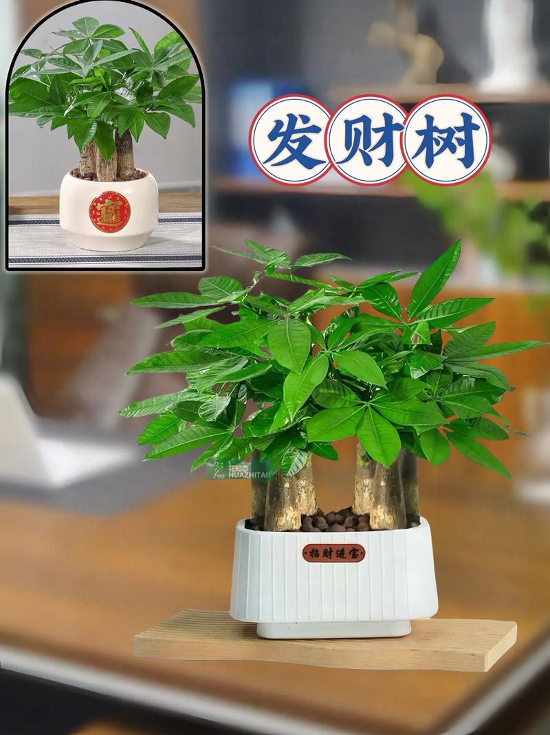 发财树的作用大全？发财树的功效与作用点？-第2张图片-优品飞百科