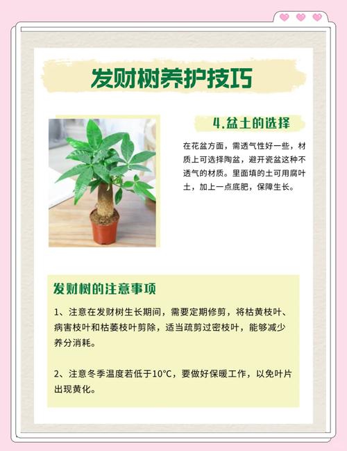 发财树的作用大全？发财树的功效与作用点？-第5张图片-优品飞百科