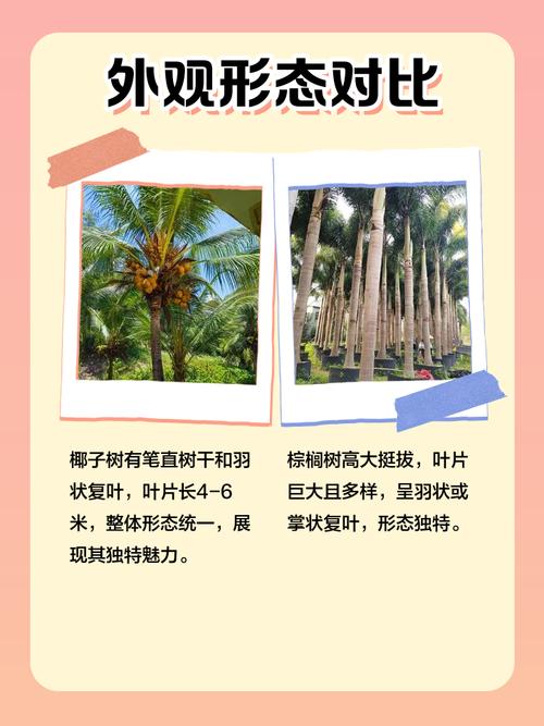 棕榈树和椰子树的区别，棕榈树和椰子树的区别图片