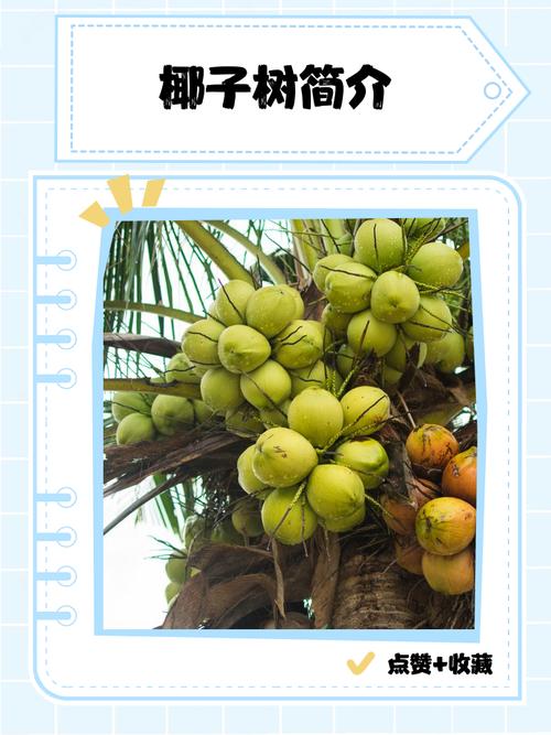 棕榈树和椰子树的区别，棕榈树和椰子树的区别图片-第3张图片-优品飞百科