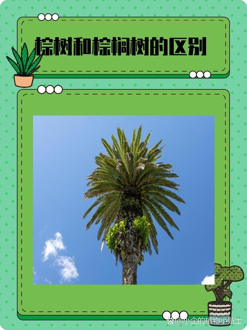 棕榈树和椰子树的区别，棕榈树和椰子树的区别图片-第4张图片-优品飞百科