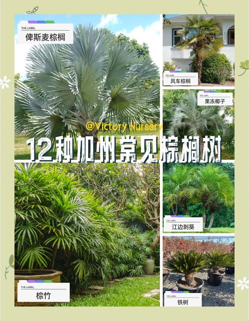 棕榈树和椰子树的区别，棕榈树和椰子树的区别图片-第7张图片-优品飞百科