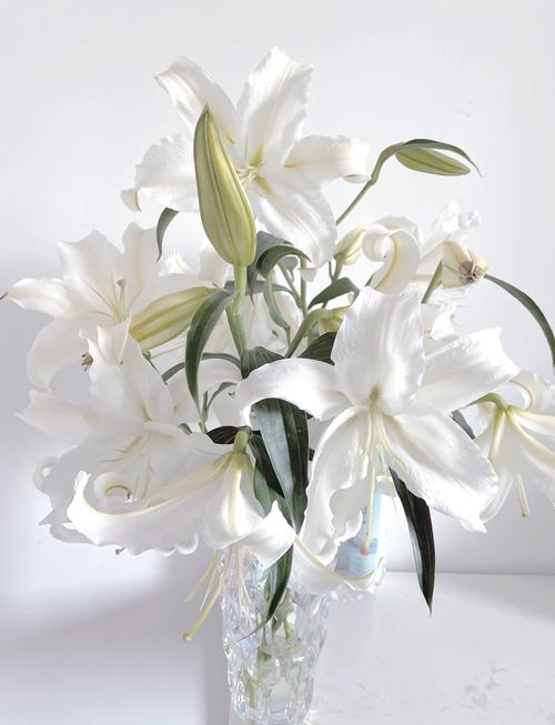 白花百合的养殖方法，白百合花的功效与作用