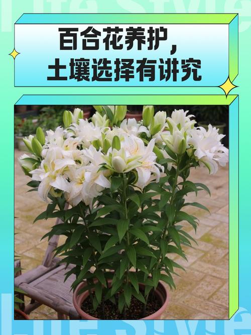 白花百合的养殖方法,白百合花的功效与作用-第3张图片-优品飞百科 白花百合的养殖方法,白百合花的功效与作用-第3张图片-优品飞百科