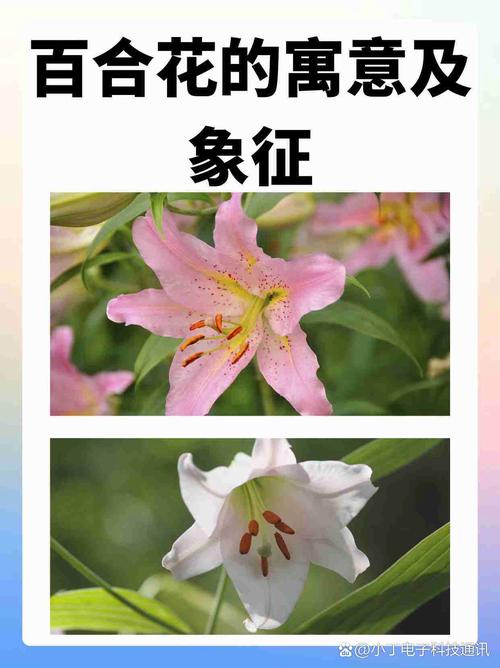 白花百合的养殖方法,白百合花的功效与作用-第4张图片-优品飞百科 白花百合的养殖方法,白百合花的功效与作用-第4张图片-优品飞百科