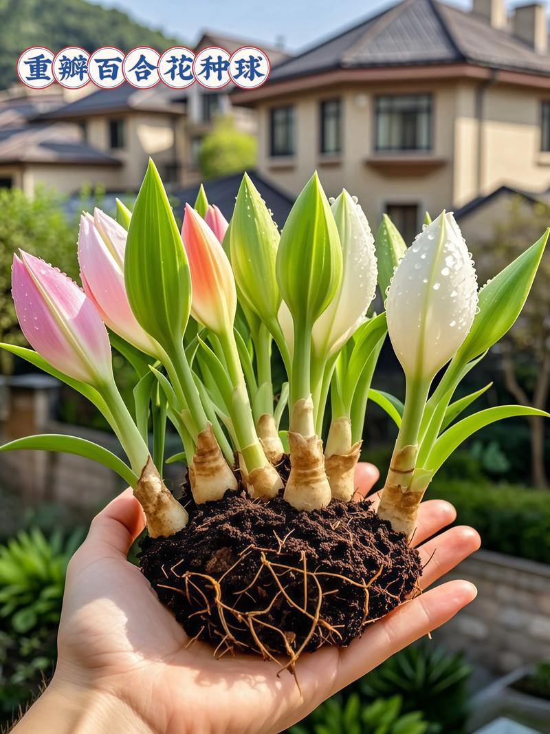 白花百合的养殖方法,白百合花的功效与作用-第5张图片-优品飞百科 白花百合的养殖方法,白百合花的功效与作用-第5张图片-优品飞百科