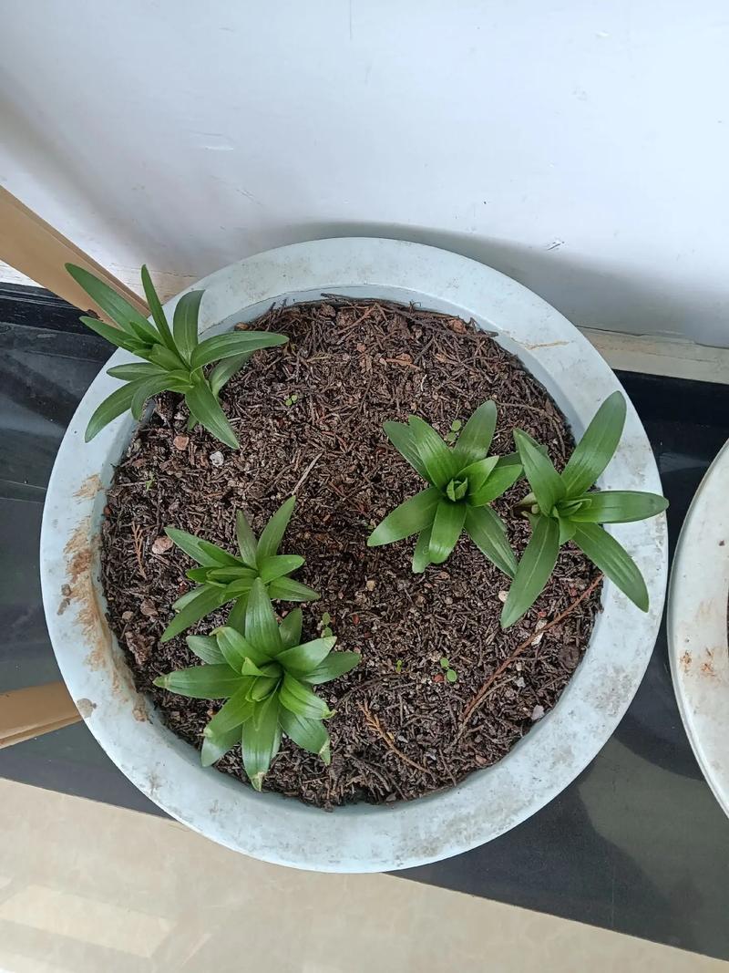 白花百合的养殖方法,白百合花的功效与作用-第6张图片-优品飞百科 白花百合的养殖方法,白百合花的功效与作用-第6张图片-优品飞百科