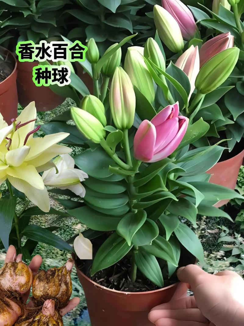 白花百合的养殖方法,白百合花的功效与作用-第7张图片-优品飞百科 白花百合的养殖方法,白百合花的功效与作用-第7张图片-优品飞百科