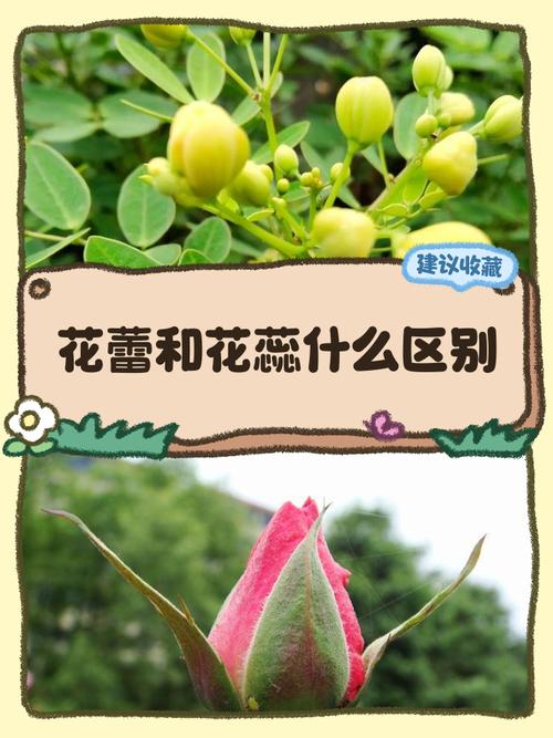 花蕾和花蕊什么区别，花蕾和花蕊什么区别图片