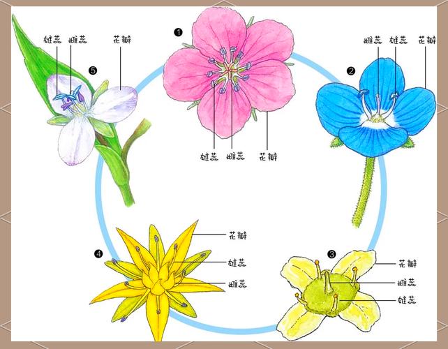 花蕾和花蕊什么区别，花蕾和花蕊什么区别图片-第3张图片-优品飞百科