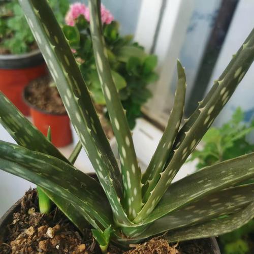 芦荟长黑斑怎么办？芦荟长黑斑了？-第1张图片-优品飞百科