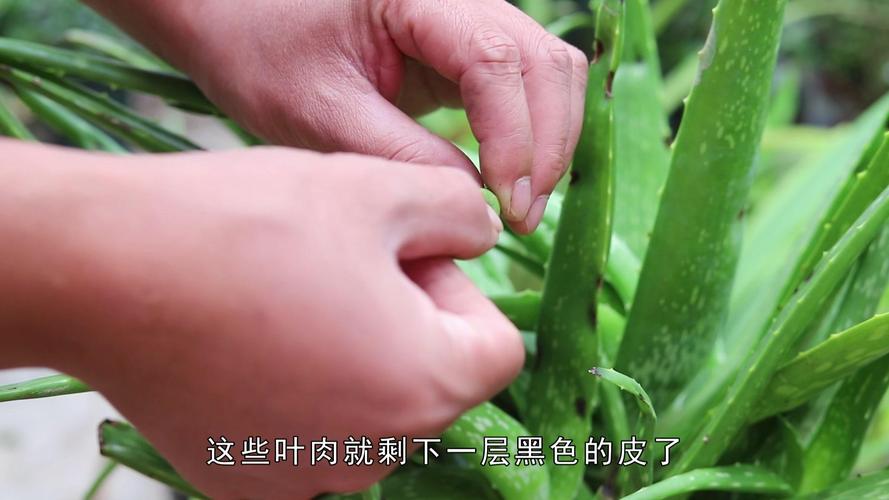 芦荟长黑斑怎么办？芦荟长黑斑了？-第2张图片-优品飞百科