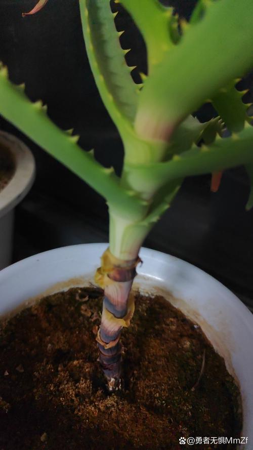 芦荟长黑斑怎么办？芦荟长黑斑了？-第3张图片-优品飞百科