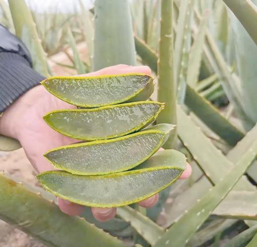 芦荟长黑斑怎么办？芦荟长黑斑了？-第4张图片-优品飞百科