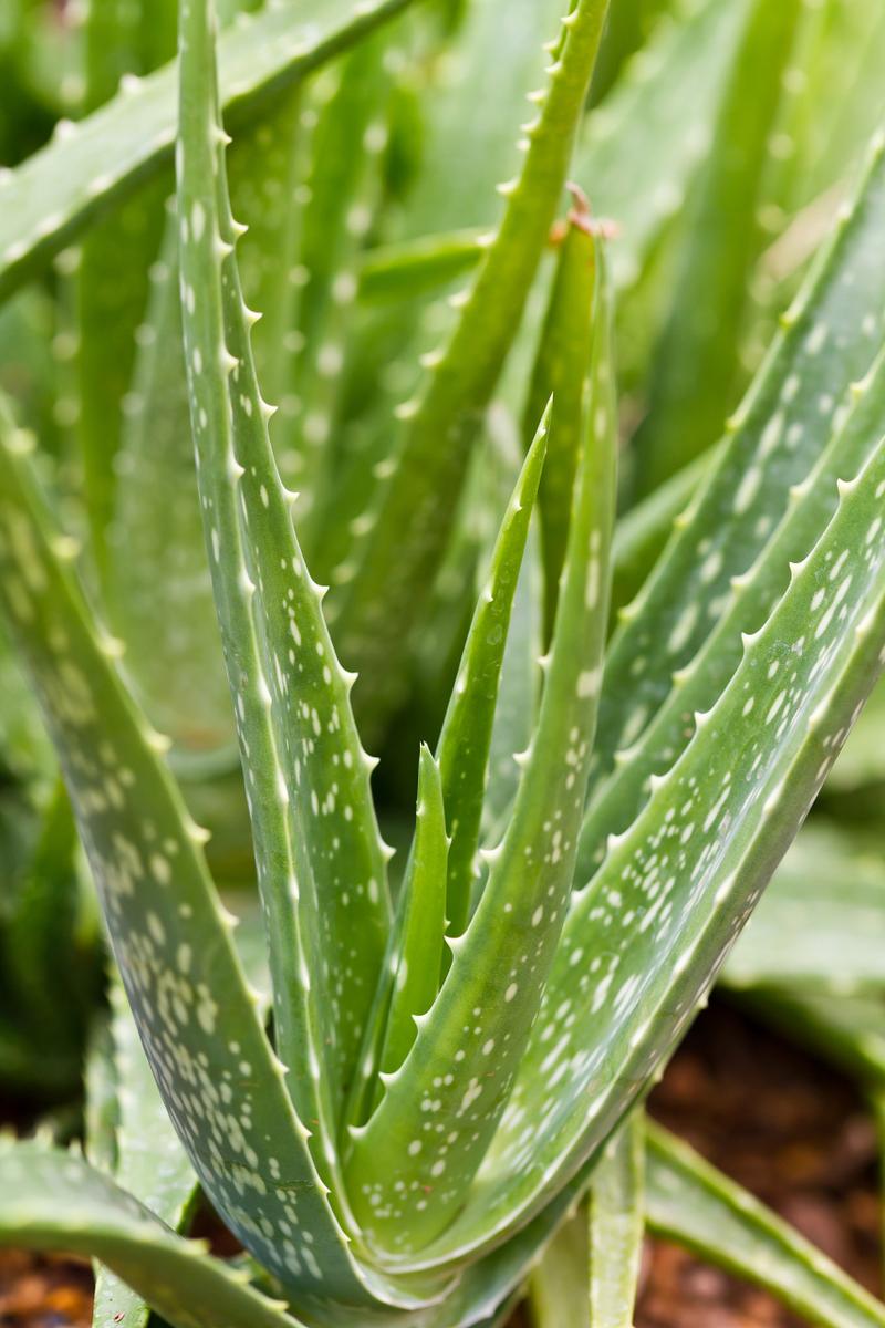芦荟长黑斑怎么办？芦荟长黑斑了？-第5张图片-优品飞百科