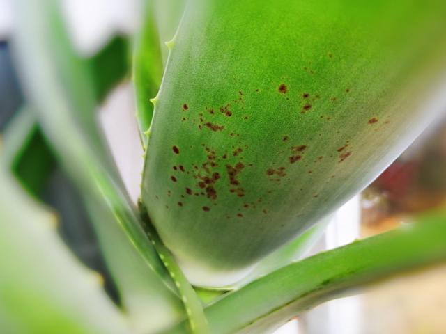 芦荟长黑斑怎么办？芦荟长黑斑了？-第6张图片-优品飞百科