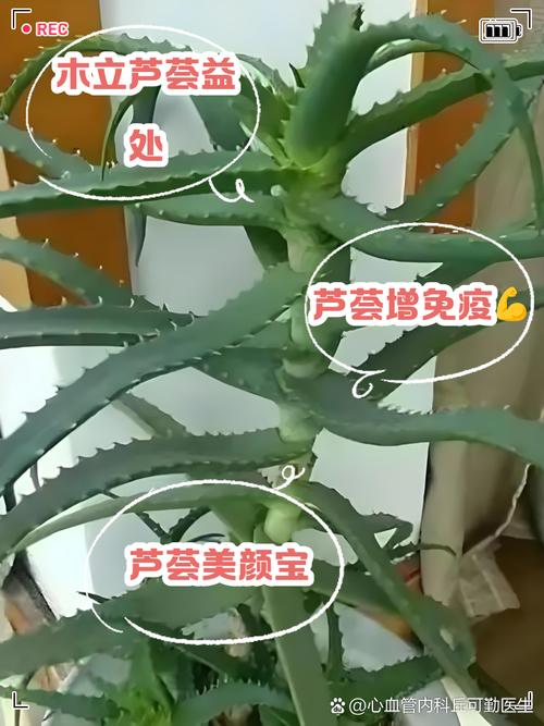 海虎兰和木立芦荟的区别？海虎兰芦荟和开普芦荟区别？