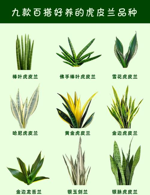 海虎兰和木立芦荟的区别？海虎兰芦荟和开普芦荟区别？-第3张图片-优品飞百科