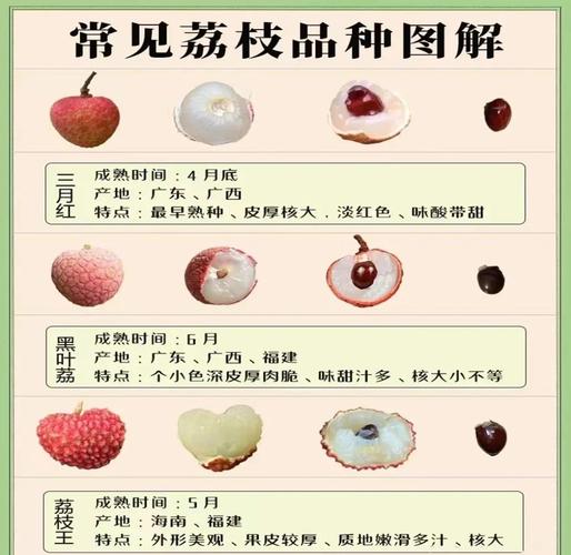 荔枝的功效与作用？荔枝的功效与作用的营养？-第2张图片-优品飞百科