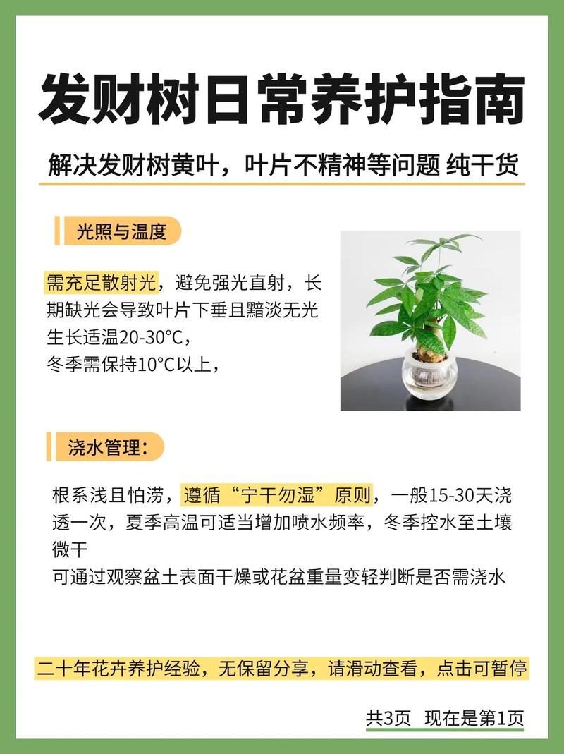 大发财树怎么换盆？大发财树怎么换盆视频教程全集？-第2张图片-优品飞百科