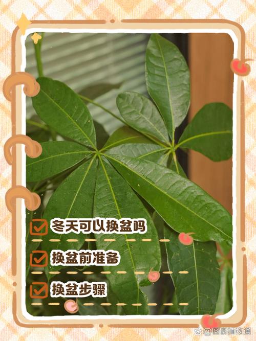 大发财树怎么换盆？大发财树怎么换盆视频教程全集？-第3张图片-优品飞百科