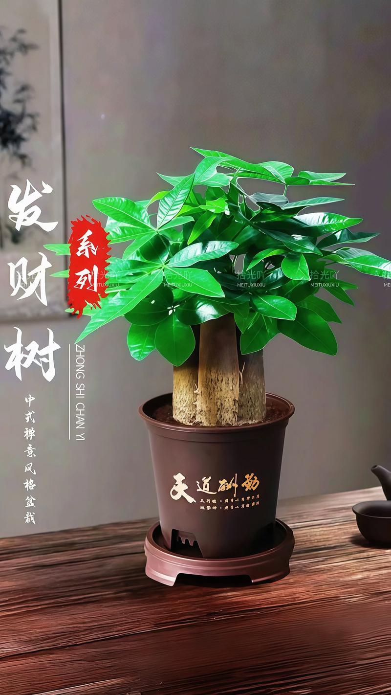 大发财树怎么换盆？大发财树怎么换盆视频教程全集？-第4张图片-优品飞百科