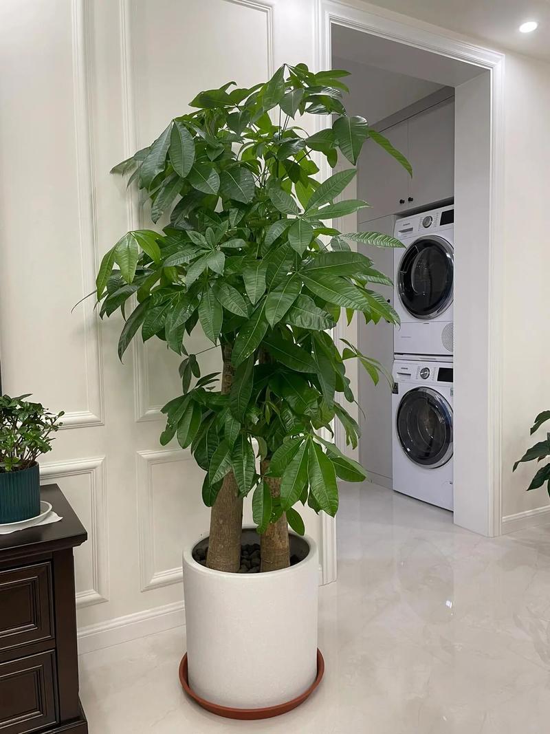 大发财树怎么换盆？大发财树怎么换盆视频教程全集？-第5张图片-优品飞百科