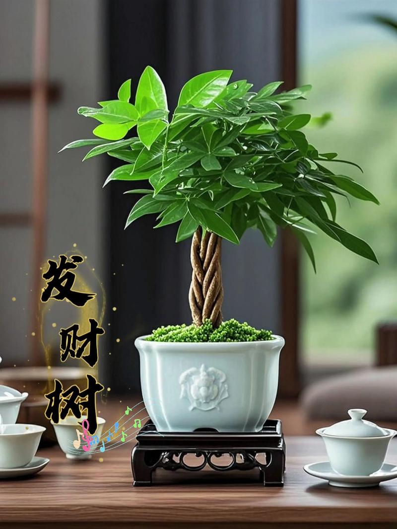 大发财树怎么换盆？大发财树怎么换盆视频教程全集？-第6张图片-优品飞百科