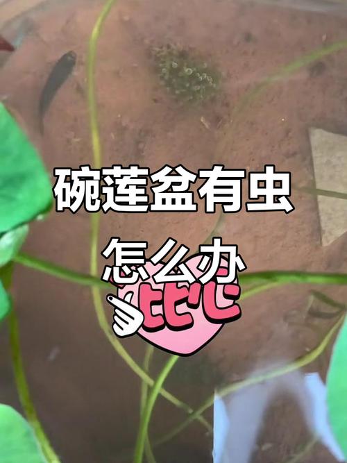 碗莲水里虫子的清理方法，碗莲水里生虫？