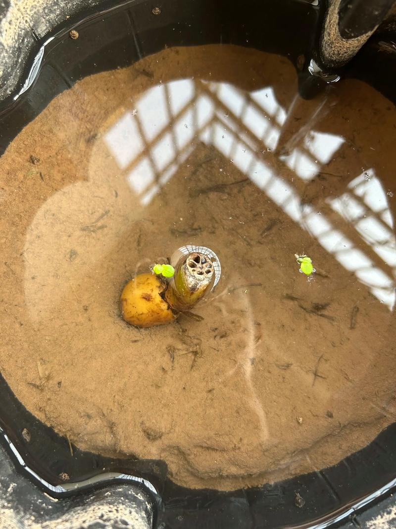 碗莲水里虫子的清理方法，碗莲水里生虫？-第2张图片-优品飞百科