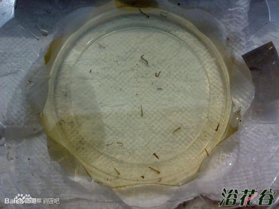碗莲水里虫子的清理方法，碗莲水里生虫？-第3张图片-优品飞百科