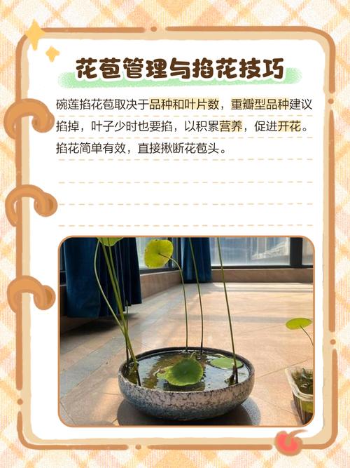 碗莲水里虫子的清理方法，碗莲水里生虫？-第4张图片-优品飞百科