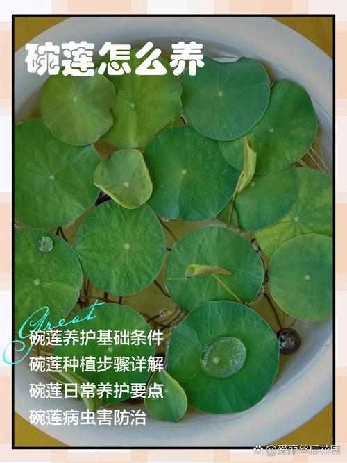 碗莲水里虫子的清理方法，碗莲水里生虫？-第6张图片-优品飞百科