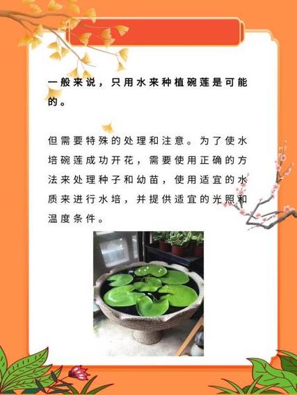 碗莲水里虫子的清理方法，碗莲水里生虫？-第5张图片-优品飞百科