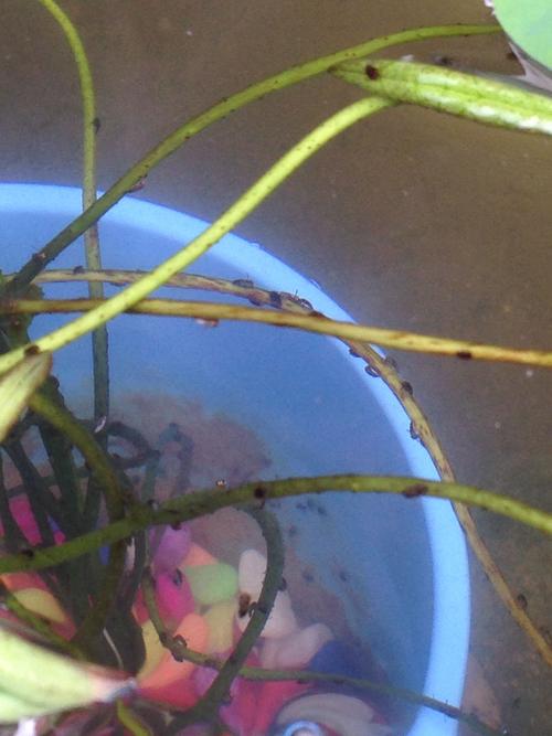 碗莲水里虫子的清理方法，碗莲水里生虫？-第7张图片-优品飞百科