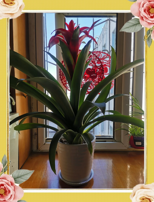 鸿运当头花能养几年，开完花怎么养？鸿运当头花会开多久？