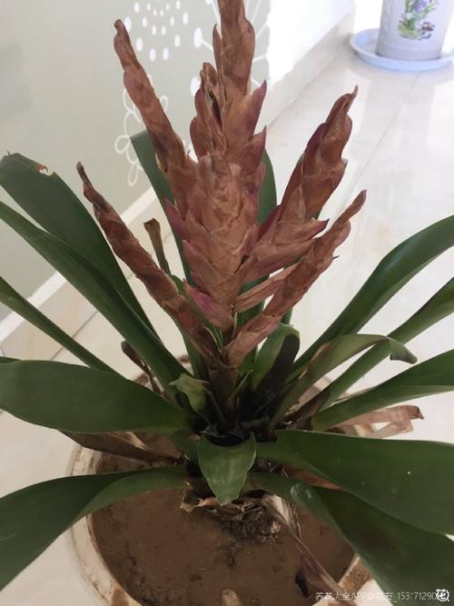 鸿运当头花能养几年，开完花怎么养？鸿运当头花会开多久？-第2张图片-优品飞百科