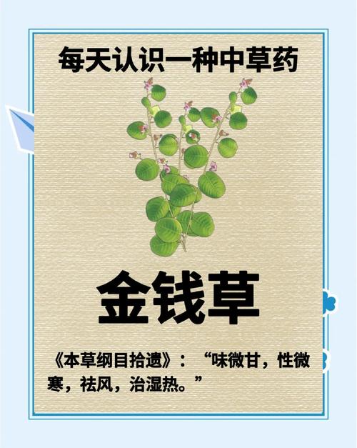 金钱草的副作用及禁忌，喝金钱草水有没有副作用？-第2张图片-优品飞百科