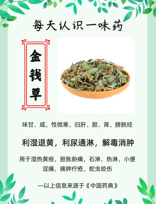 金钱草的副作用及禁忌，喝金钱草水有没有副作用？-第3张图片-优品飞百科
