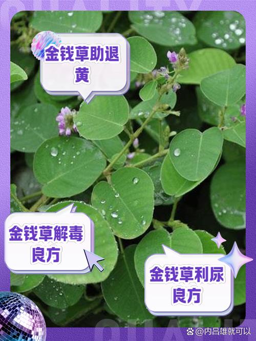 金钱草的副作用及禁忌，喝金钱草水有没有副作用？-第4张图片-优品飞百科