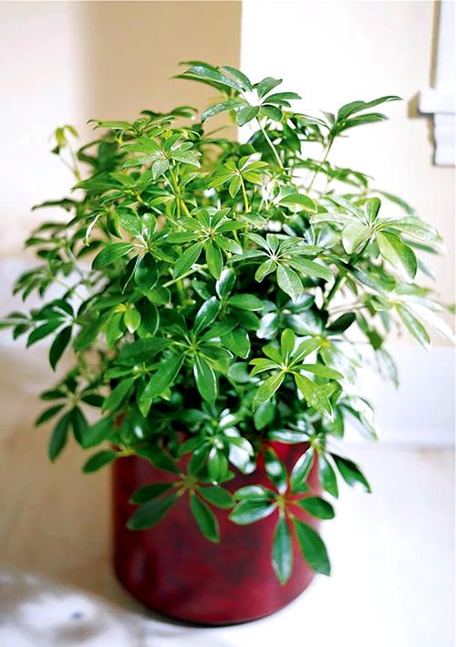 鸭脚木用什么盆好看？鸭脚木 盆栽？