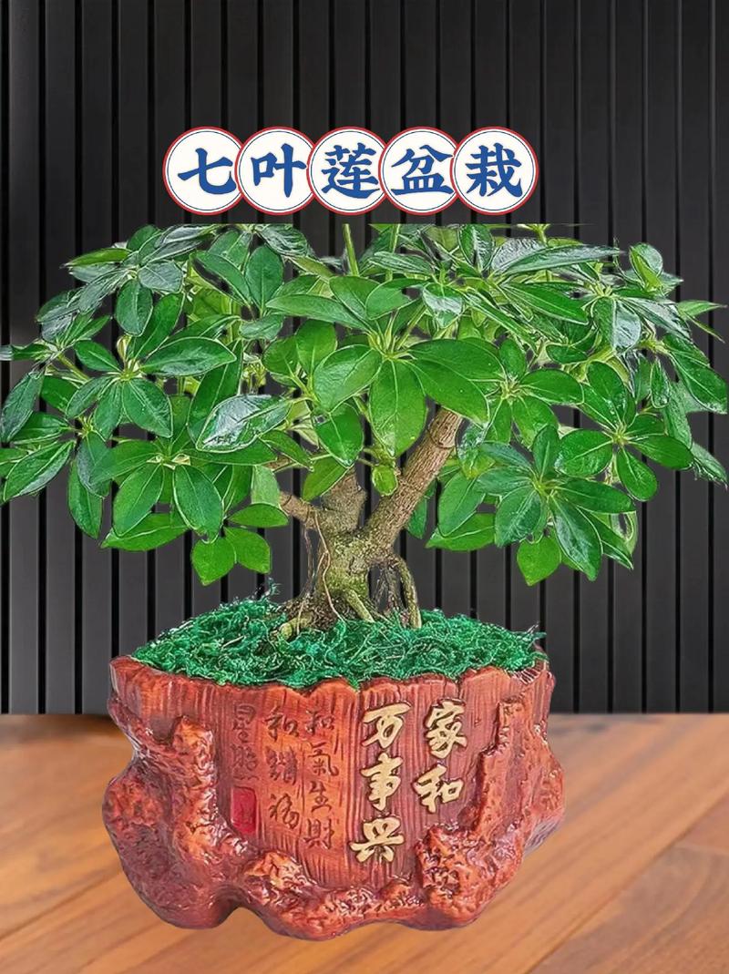 鸭脚木用什么盆好看？鸭脚木 盆栽？-第2张图片-优品飞百科