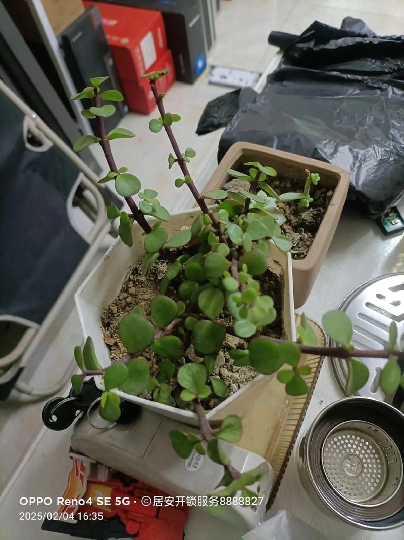 金枝玉叶的养殖方法和注意事项，金枝玉叶的养殖方法和注意事项视频？