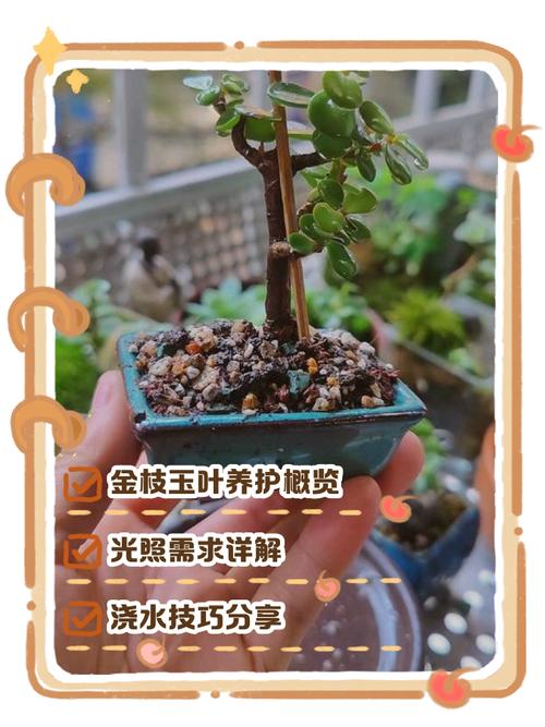 金枝玉叶的养殖方法和注意事项，金枝玉叶的养殖方法和注意事项视频？-第2张图片-优品飞百科