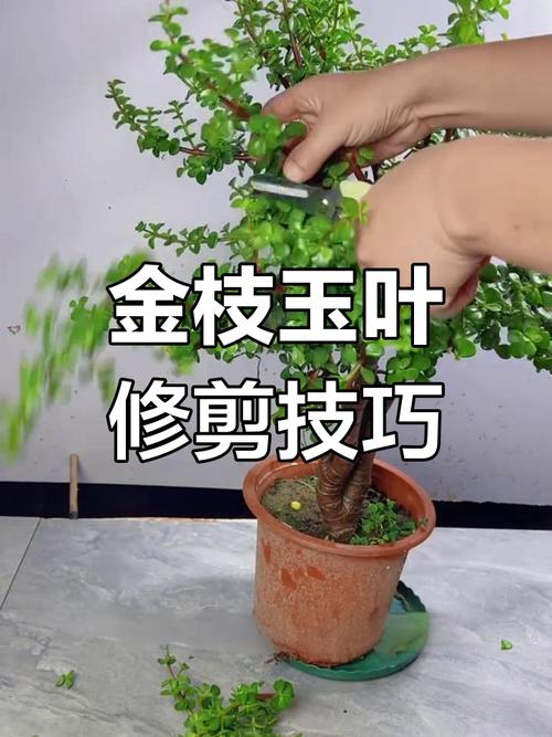 金枝玉叶的养殖方法和注意事项，金枝玉叶的养殖方法和注意事项视频？-第3张图片-优品飞百科