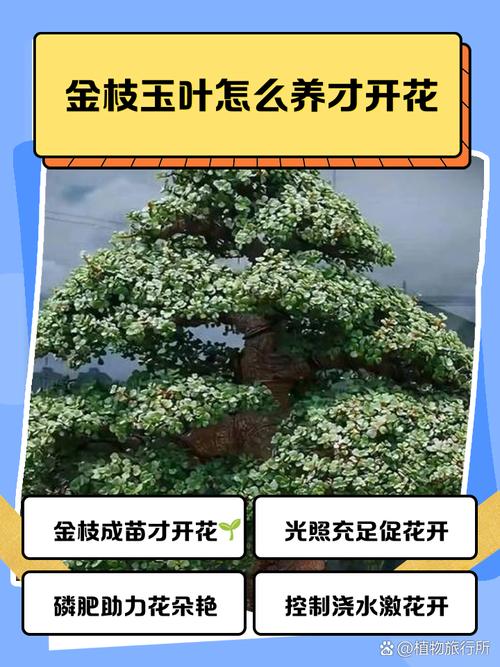 金枝玉叶的养殖方法和注意事项，金枝玉叶的养殖方法和注意事项视频？-第4张图片-优品飞百科